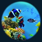 Effects Wheel- Tropical Fish